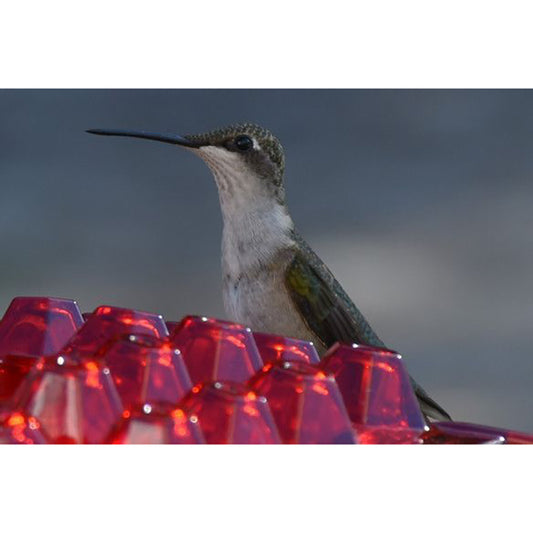 Hanging Red Hexagonal Hummingbird Feeder With Hook