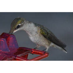 Hanging Red Hexagonal Hummingbird Feeder With Hook